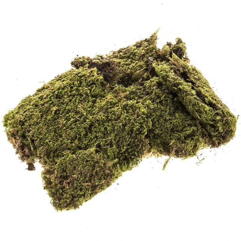 Muschio Naturale A Tappeto Per Presepe 90g 3 Muschio Naturale A Tappeto Per Presepe 90g